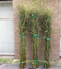 Cành Salix (Curly Willow)