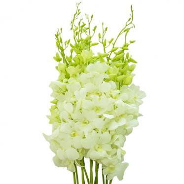 Hoa Lan Thái Trắng