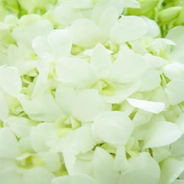 Hoa Lan Thái Trắng