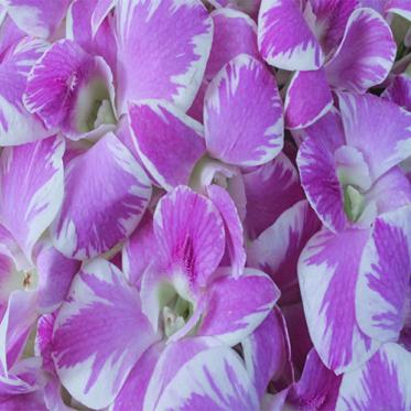 Hoa Lan Thái A-Pink