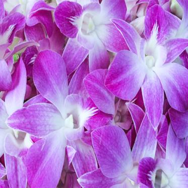 Hoa Lan Thái N-Pink