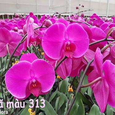 Lan Hồ Điệp Tím 313