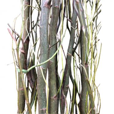 Cành Salix (Curly Willow)