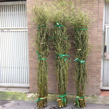 Cành Salix (Curly Willow)