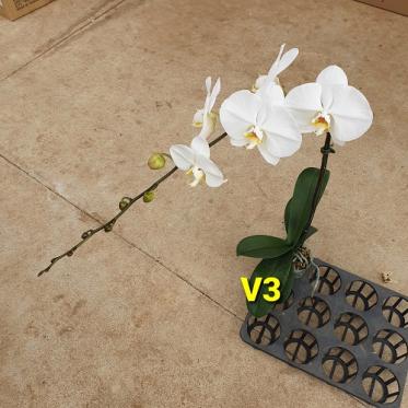 Lan hồ điệp chậu trắng V3