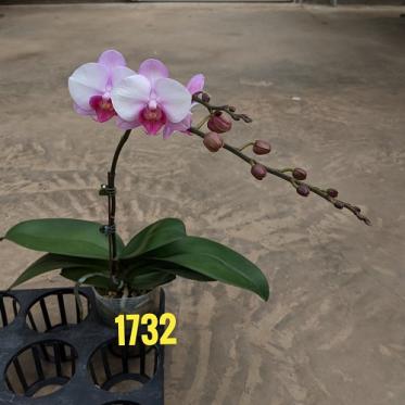 Lan Hồ Điệp hồng