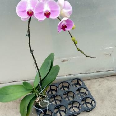 Lan Hồ Điệp phớt hồng