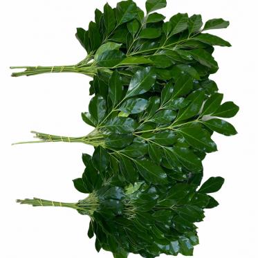 Lá nguyệt quế