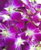 Hoa Lan Thái tím