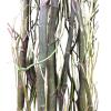 Cành Salix (Curly Willow)