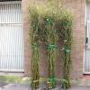 Cành Salix (Curly Willow)